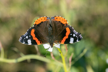 Red admiral butterfly (Vanessa atalanta).