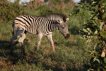 Steppenzebra / Burchell's zebra / Equus burchellii.