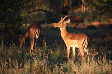 Schwarzfersenantilope / Impala / Aepyceros melampus