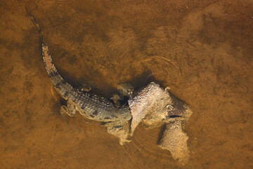 Nilkrokodil / Nile crocodile / Crocodylus niloticus..