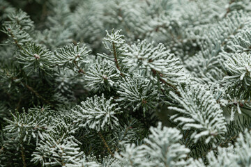 Fir tree branch covered with hoarfrost. Abstract floral background, side view.