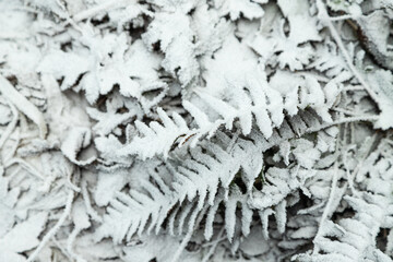 Fern leaves and grass covered with hoarfrost. Abstract floral background, top view.