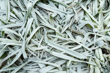 Leaves and grass covered with hoarfrost. Abstract floral background, top view.