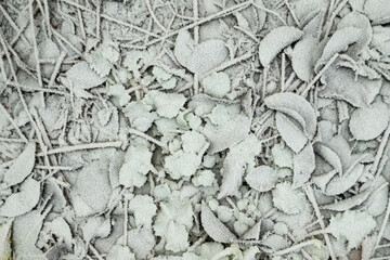 Leaves and grass covered with hoarfrost. Abstract floral background, top view.