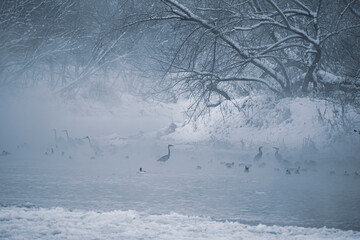 Spooky wildlife view in a river. Differenc species of water birds in Neris, Lithuania. Cold winter morning. Selective focus on the animals, blurred background.