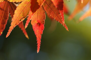 秋を彩る赤くてオレンジの紅葉の葉