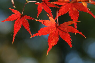 真っ赤になった紅葉の葉が手のひらのように開く