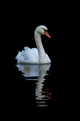 white swan on black background © hecke71