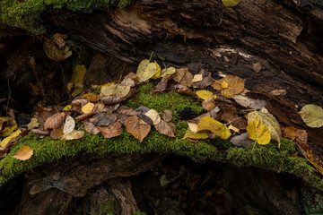 Seasonal autumn background of colorful leaves