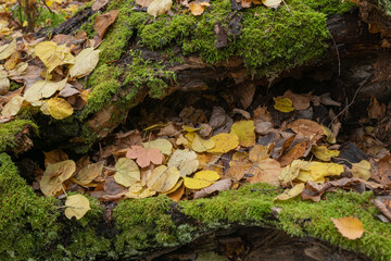 Seasonal autumn background of colorful leaves