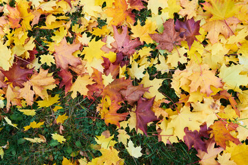 Autumn leaves nature background.