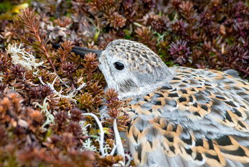 Rock Sandpiper (Calidris ptilocnemis) at nest in St. George Island, Pribilof Islands, Alaska, USA