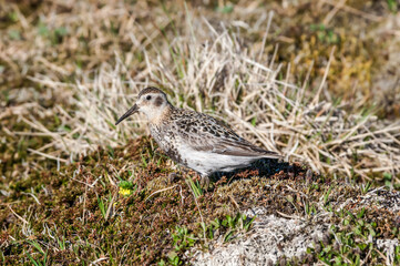 Rock Sandpiper (Calidris ptilocnemis) at St. George Island, Pribilof Islands, Alaska, USA