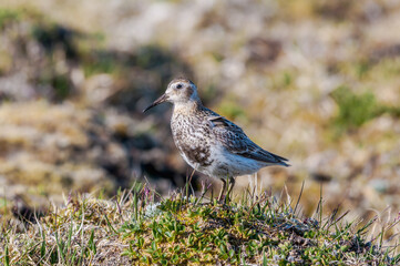 Rock Sandpiper (Calidris ptilocnemis) at St. George Island, Pribilof Islands, Alaska, USA