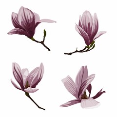 Magnolia. Flowers set branch. Illustration in vintage style. Greeting card with flowers. Botany. Blooming trees.