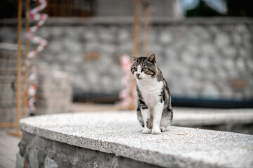 beautiful gray cat sitting on the sidewalk in soft focus - Powered by Adobe