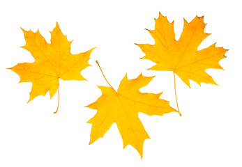 Maple leaves isolated on a white background, top-down, flat lay