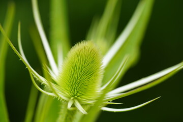 Distelblüte Stacheln