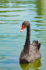 black swan on the lake