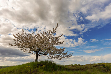 Tree on field against cloudy sky
