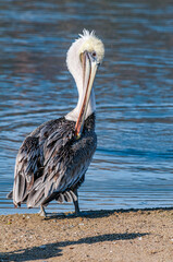 Brown Pelican (Pelecanus occidentalis) in Malibu Lagoon, California, USA