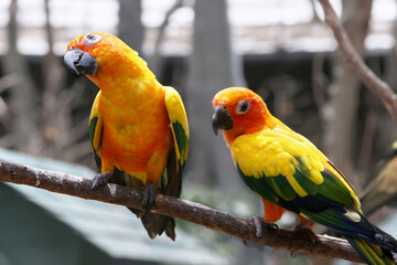 The pair of colourful tropical parrots sitting on the branch. Natural outdoor Zoo, Thailand. Close up portrait, copy space.