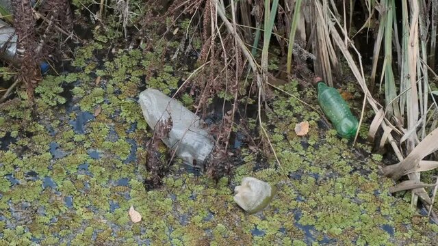 Plastic bottles swims on Floating Watermoss (Salvinia natans) in the coastal area in the delta Danube river. Plastic pollution. Camera zooming