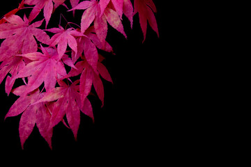 Red japanese maple leaves on black background with copy space
