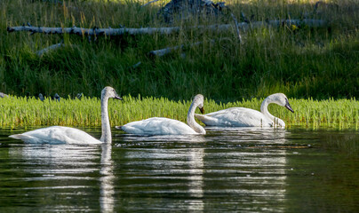 Immature Trumpeter Swans (Cygnus buccinator) in Yellowstone National Park, USA