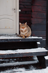 Cat on snowy porch. Christmas porch with cat.