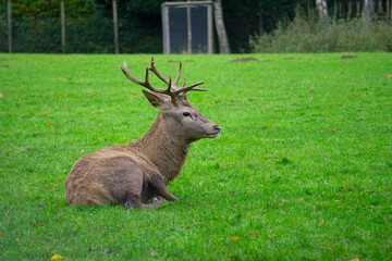 Naklejka na ściany i meble A beautiful male deer with big antlers in the green park