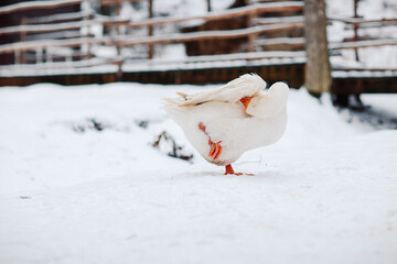 Goose in snowy yard. Big geese in snowy village.