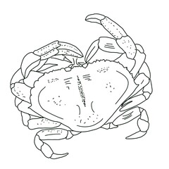 Silhouette of crab, sea food illustration, sketch style. Hand drawing illustration, isolated white background