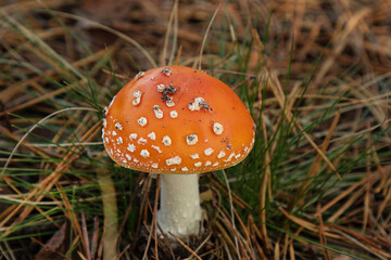 isolated amanita muscaria fly agaric in the forest among coniferous needles close-up on full frame.Сoncept of using amanita in medicine