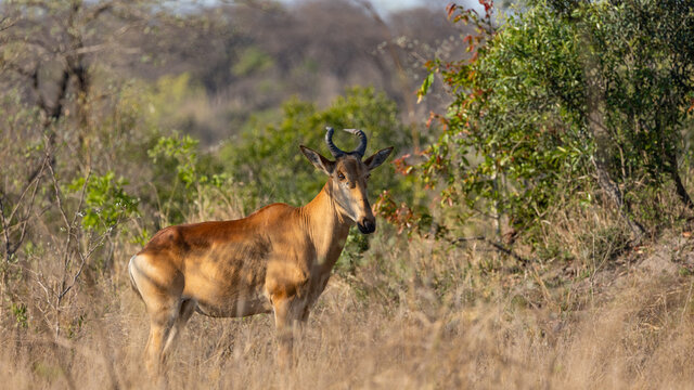 lichtenstein hartebeest in Kruger national park