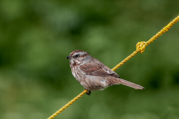 Song Sparrow (Melospiza melodia) at Chowiet Island, Semidi Islands, Alaska, USA