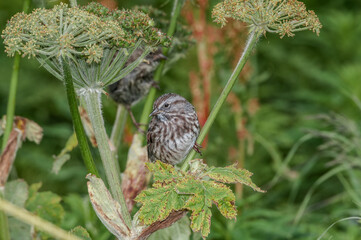 Song Sparrow (Melospiza melodia) at Chowiet Island, Semidi Islands, Alaska, USA