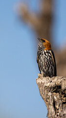 the lesser striped swallow in the wild