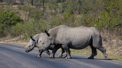 white rhino cow and calf