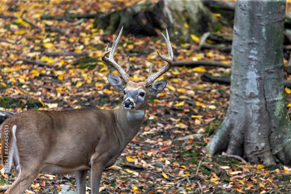 Wall mural White-tailed deer or Virginia deer  buck in the autumn forest