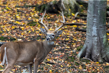 White-tailed deer or Virginia deer  buck in the autumn forest