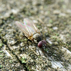 A macro shot of a fly eyes with honeycomb structure