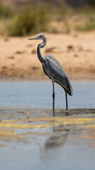 a grey heron at a waterhole