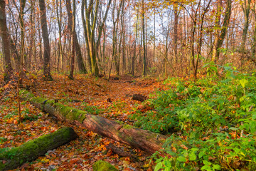 a dry riverbed in the autumn forest
