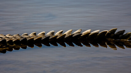 the tail of a Nile crocodile