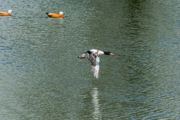 Common Shelduck (Tadorna tadorna) in park