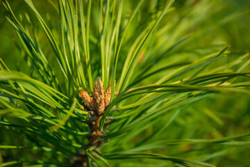 spruce branch with young shoots
