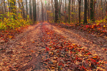 forest road in the autumn forest