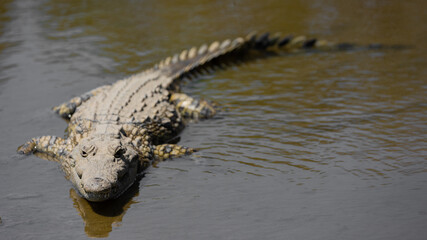 nile crocodile in a waterhole