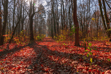 the forest road is covered with fallen leaves